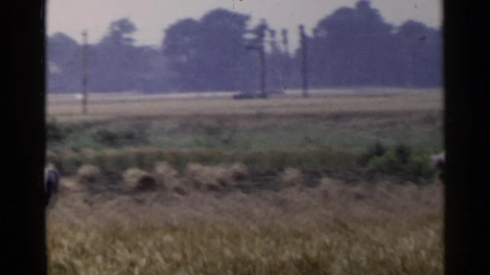 A 1953 Japan rural field view with workers low in the grass, pale shirts visible against cut crops and distant utility poles.