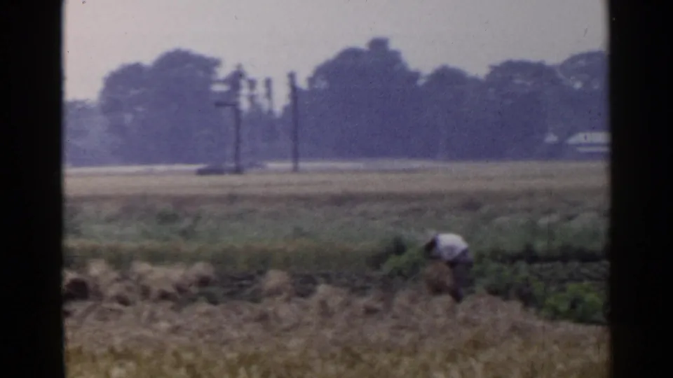 1953 Japan home-movie frame of a worker bending to gather crops in a rural field, with utility poles and a wooded horizon behind.