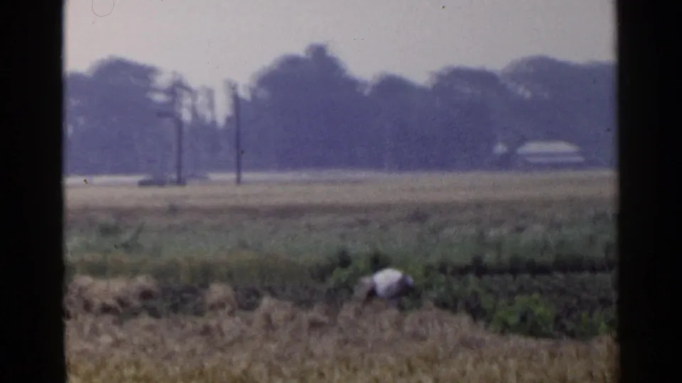 Final 1953 Japan 8mm frame shows a distant worker bending in the crop field, with muted colors, utility poles, and trees across the horizon.