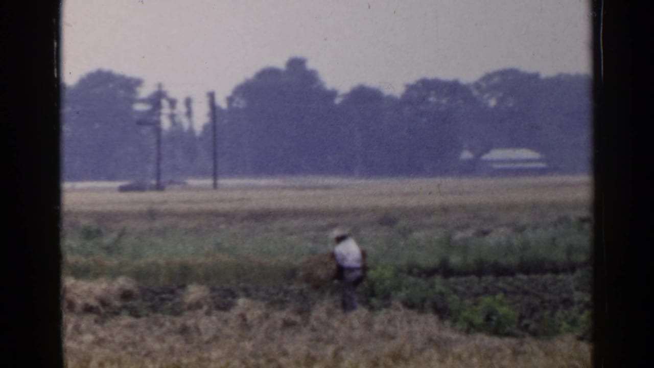 Person in a white shirt bends near a hay bale in a rural field.
