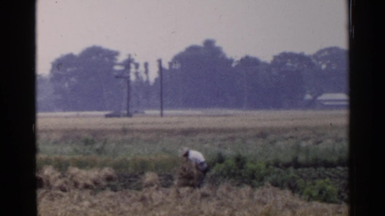 White-shirted person bends over a bale in a field with poles and trees behind.