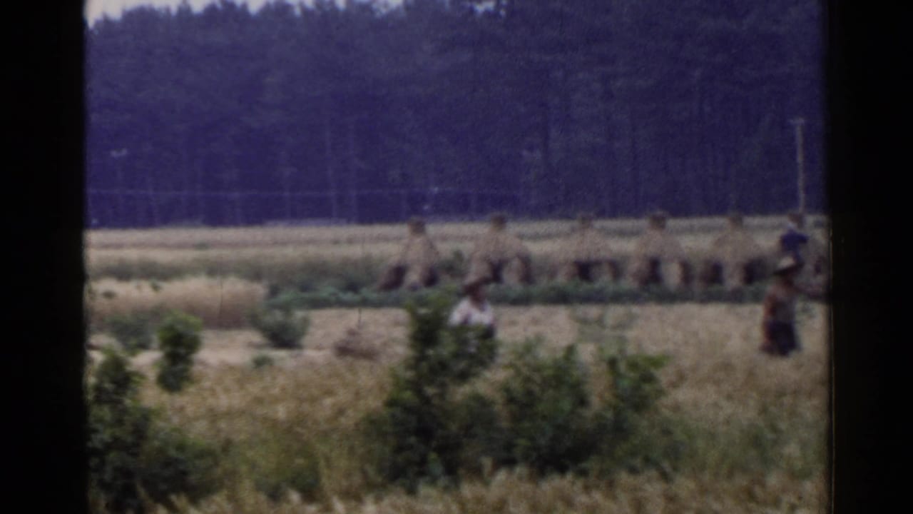 1953 Japan home-movie frame showing distant farmers in a grain field, with bundled crop rows and a wooded background.
