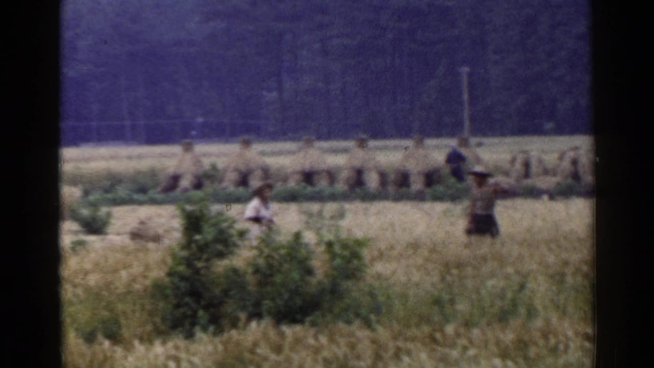 1953 Japan home-movie view of people moving through a rural grain field beside bundled harvest rows and trees.