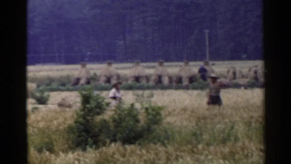 1953 Japan home-movie view of people moving through a rural grain field beside bundled harvest rows and trees.