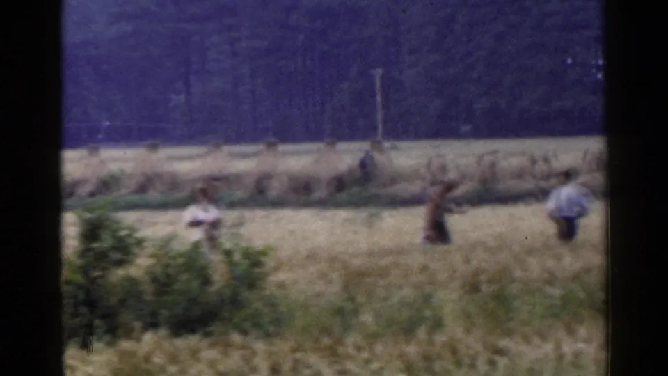 1953 Japan rural harvest frame with a foreground figure near shrubs and distant workers along the bundled crop line.