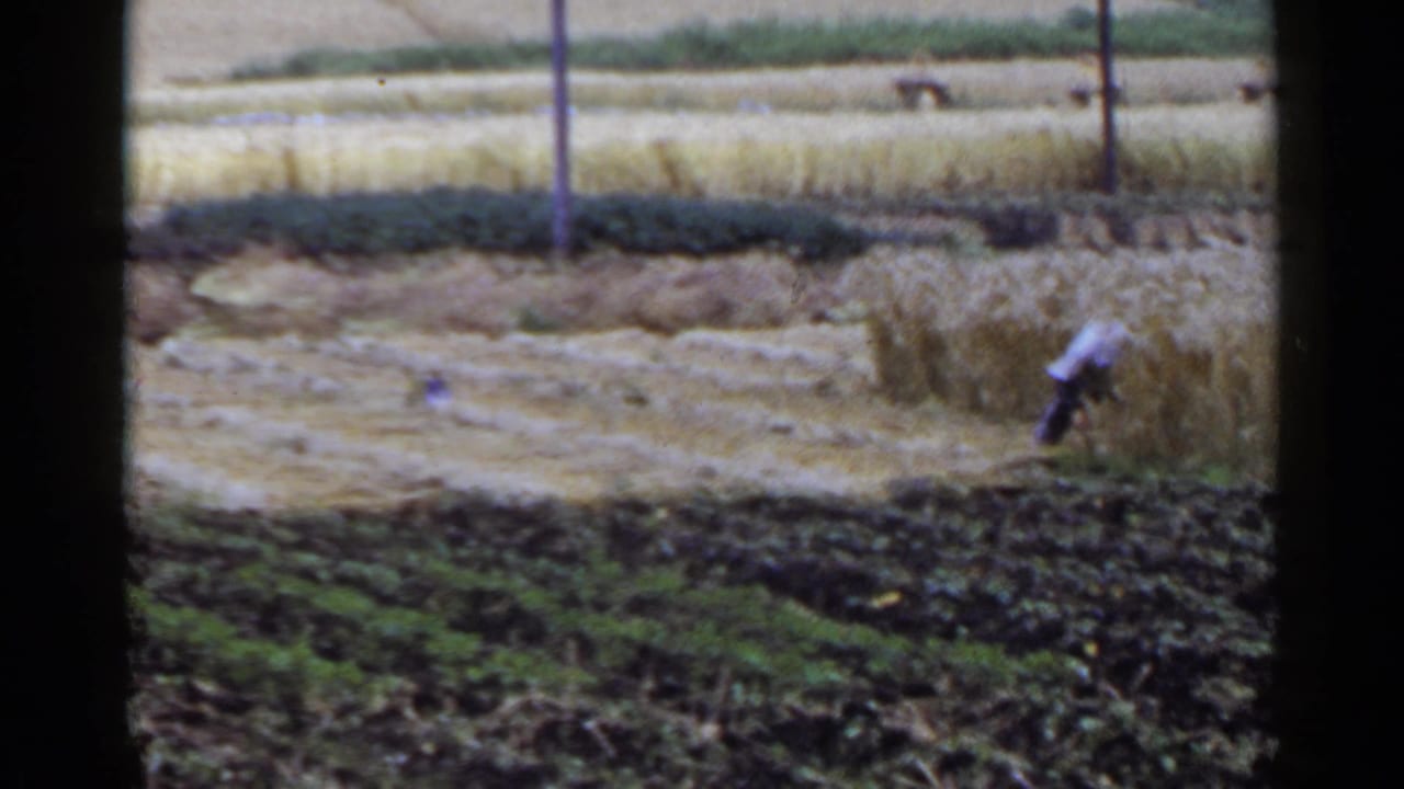 Farmer bending near grain stalks in a terraced field with dark soil in the foreground.