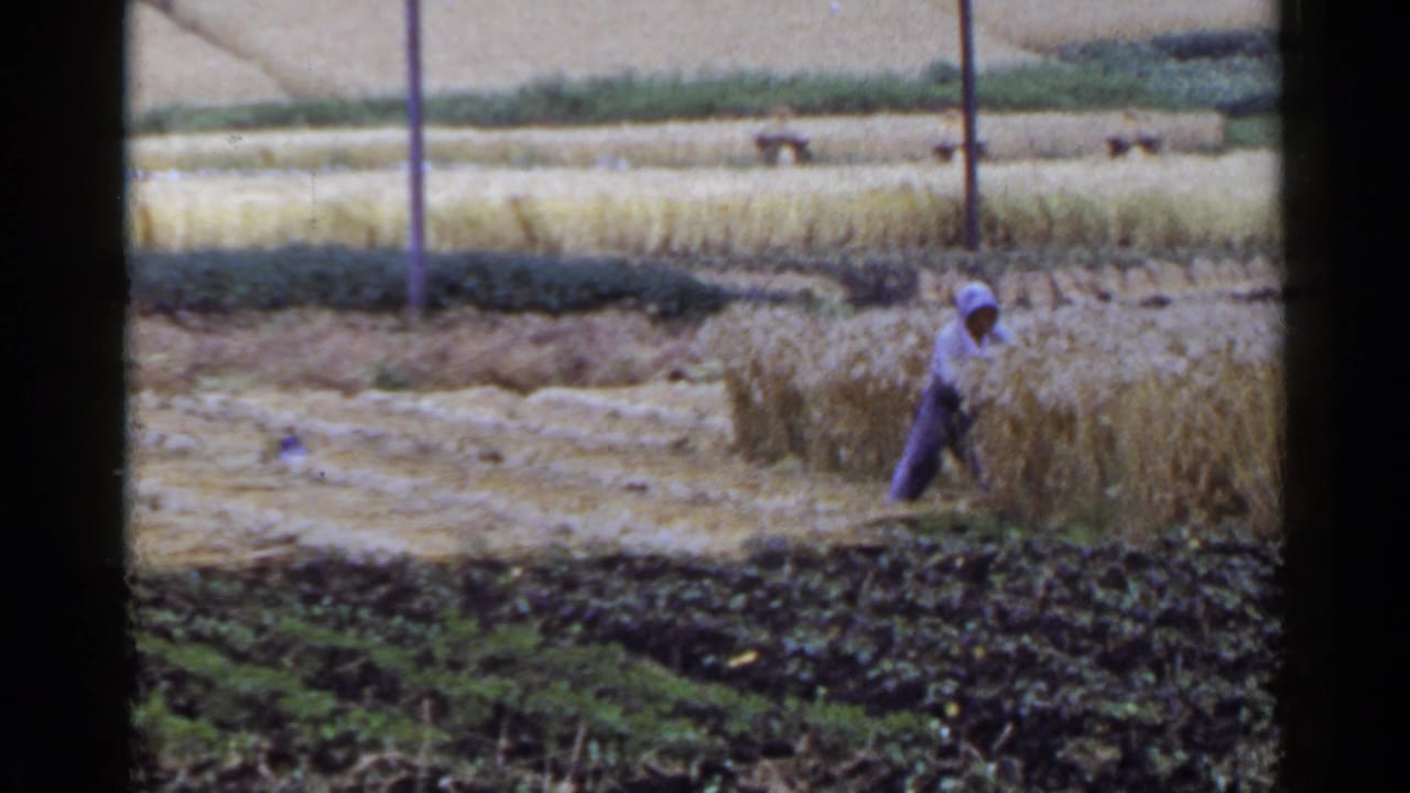 1953 Japan 8mm frame of a farmer beside standing grain on terraced farmland, with fields and poles in the background.