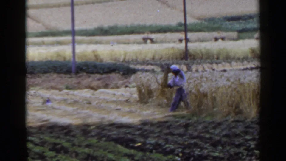 1953 Japan 8mm frame showing a farmer cutting or gathering grain in a terraced rural field.