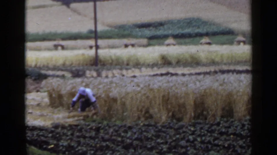 1953 Japan 8mm frame of a farmer crouched in grain while harvesting by hand in terraced farmland.