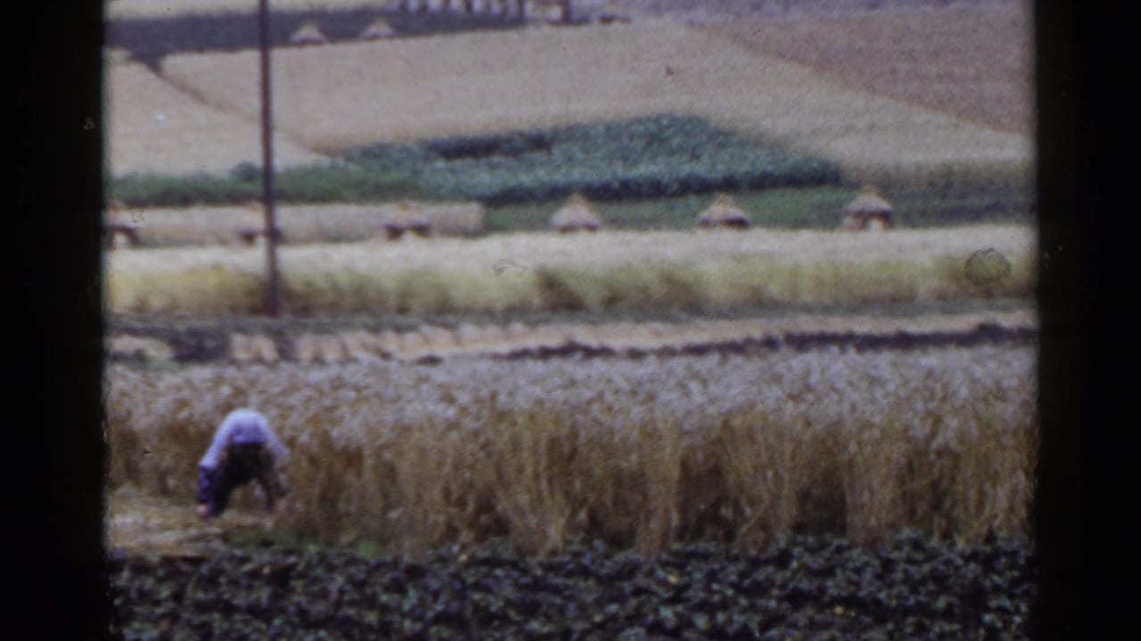 In 1953 Japan home-movie footage, a worker bends low in a golden field with terraced farmland and small thatched shelters in the background.