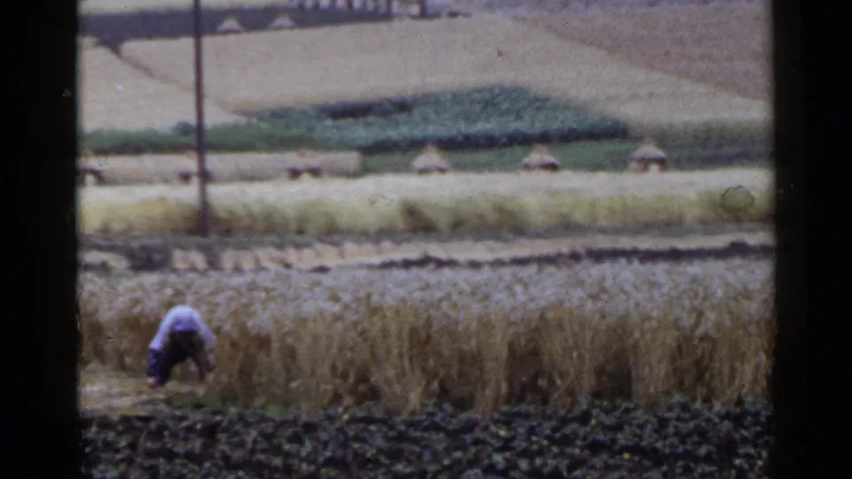 In 1953 Japan home-movie footage, a worker bends low in a golden field with terraced farmland and small thatched shelters in the background.