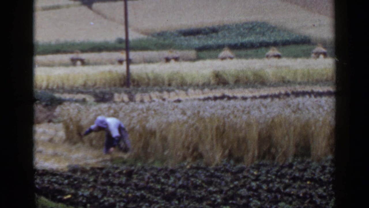 Worker reaches through standing grain in a field bordered by darker soil and terraces.