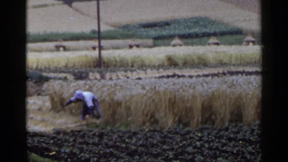 A distant worker in blue and white reaches into standing grain, with dark soil, terraces, and small rural shelters visible beyond.