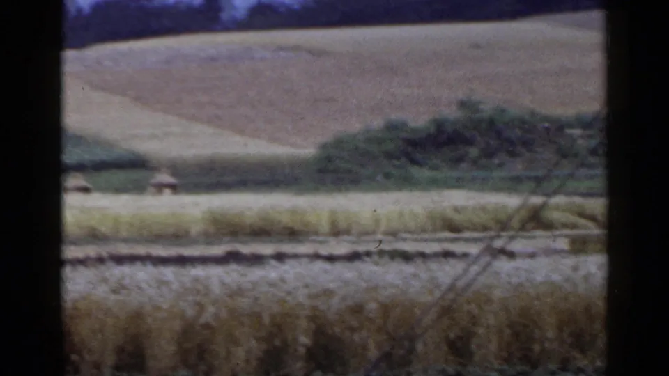 A wider rural view shows dry crop rows, terraced farmland, small shelters, and a hillside in 1953 Japan home-movie footage.