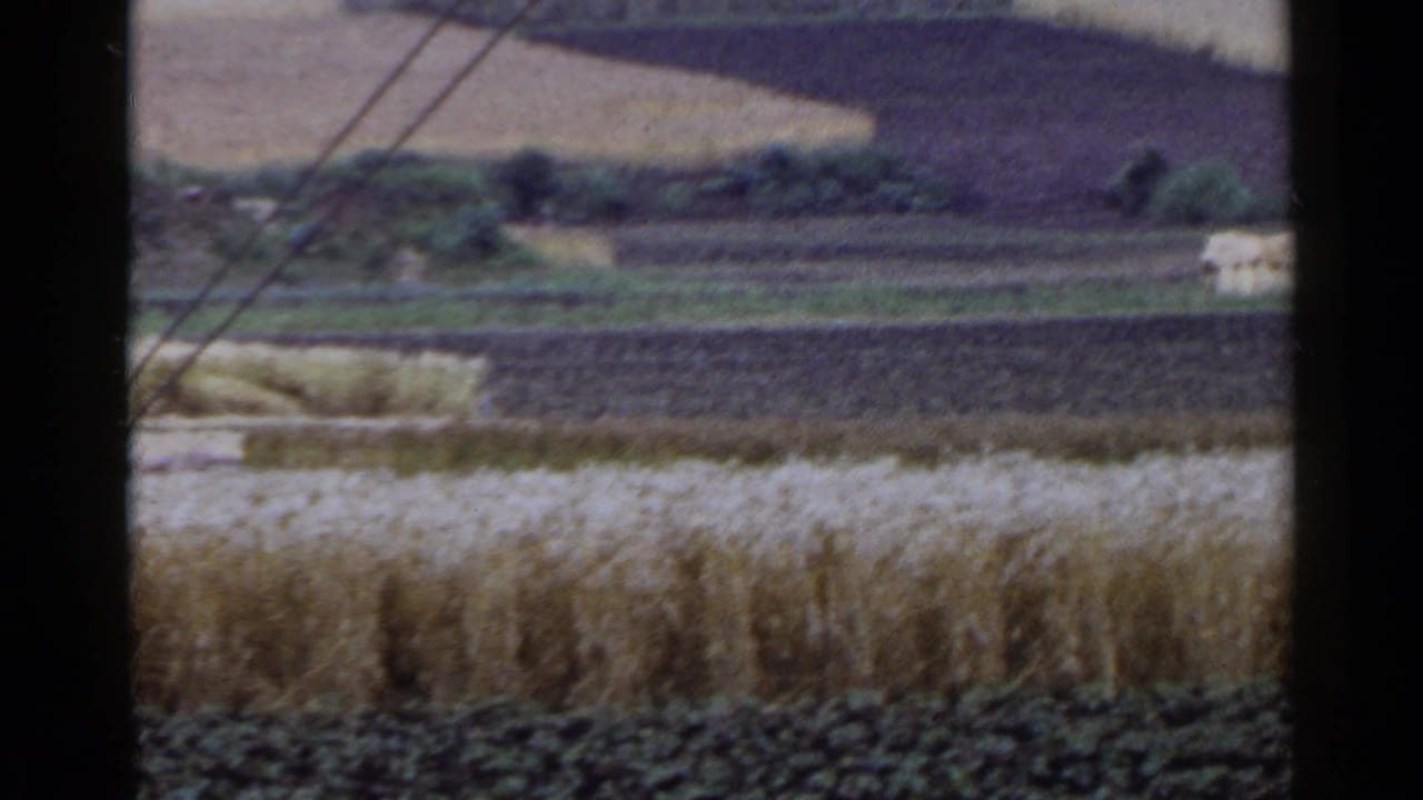 Grain field and dark farmland with distant low buildings, hills, utility wires, and a pole.