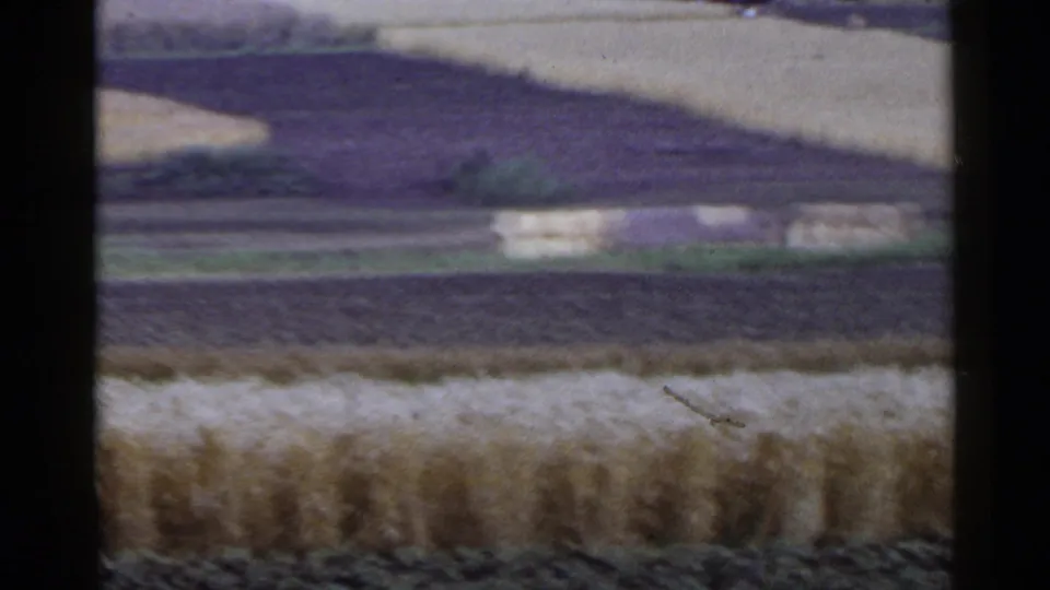 Soft 1953 Japan farmland view with grain in front, dark plowed soil, and pale hay bales or farm structures in the distance.