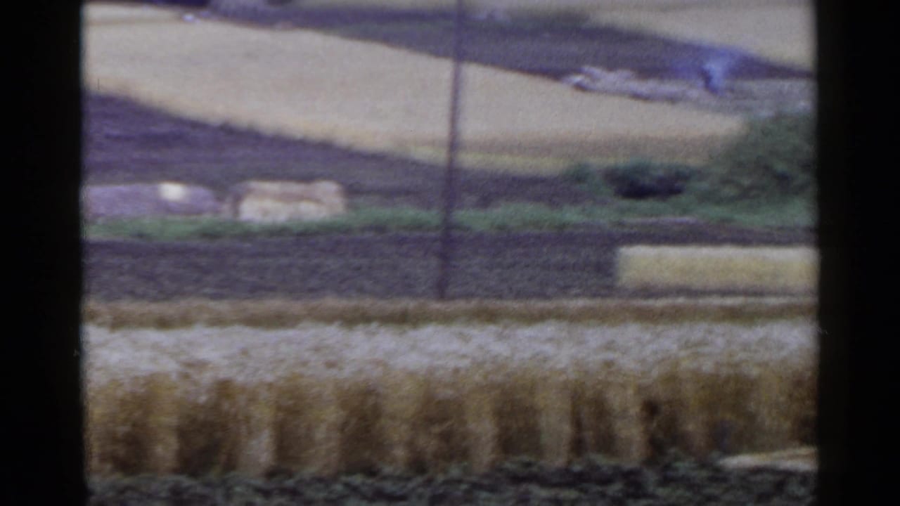 Golden crop field with dark soil plots, hillside, brush, smoke, and a utility pole.