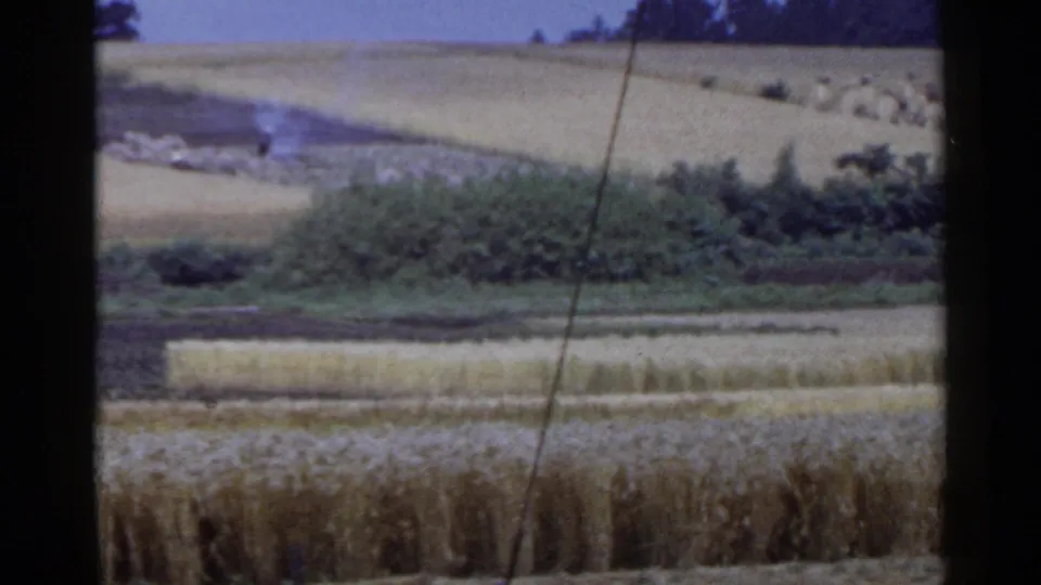 1953 Japan rural landscape with wheat-like fields, dark soil, dense brush, hillside farmland, small smoke plume, and a leaning utility pole.