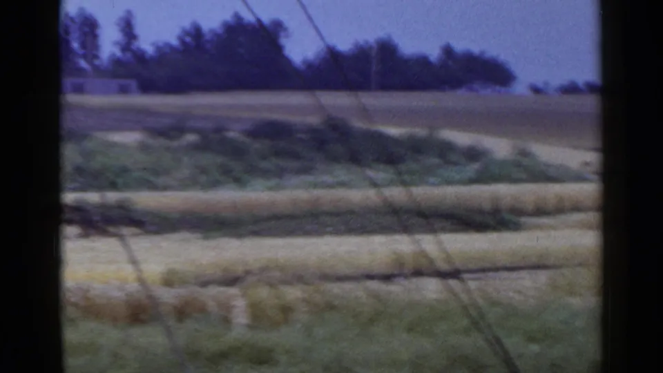 1953 Japan home-movie view of rolling fields, green roadside vegetation, dark tree line, and visible power lines.