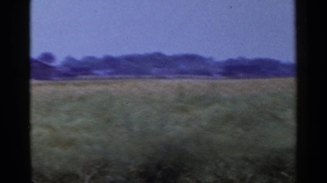 Wide field with tall crops, pale sky, and a distant treeline.