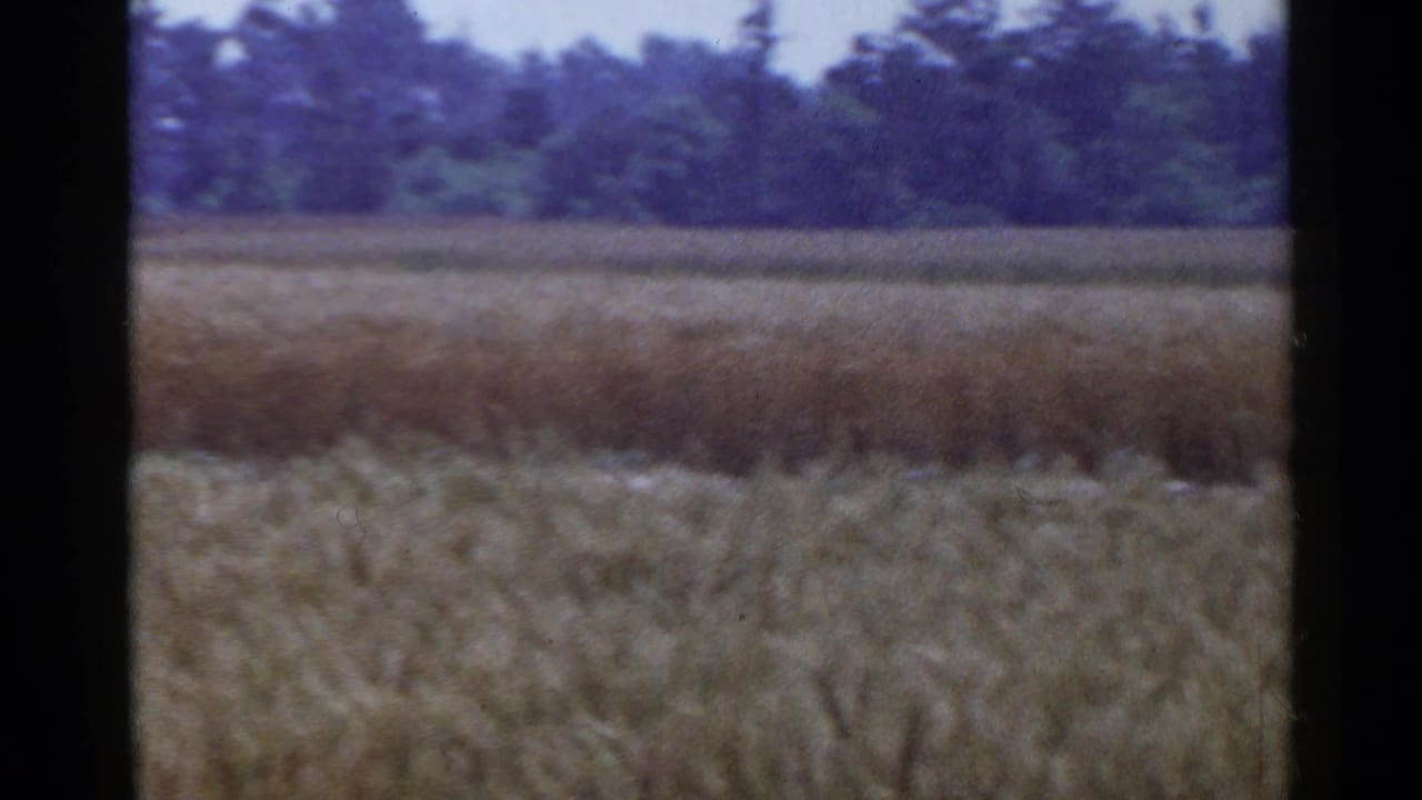 Golden field with a treeline beyond and no clear close foreground figure.