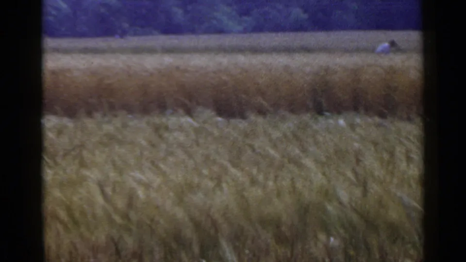 1953 Japan rural field scene with a distant person in a light shirt partly visible among tall crops.