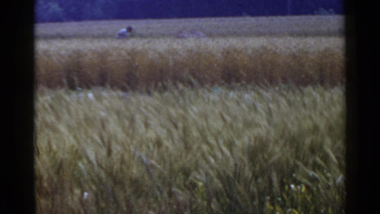 Grain field seen across soft 8mm film frames with distant horizon and blue sky.