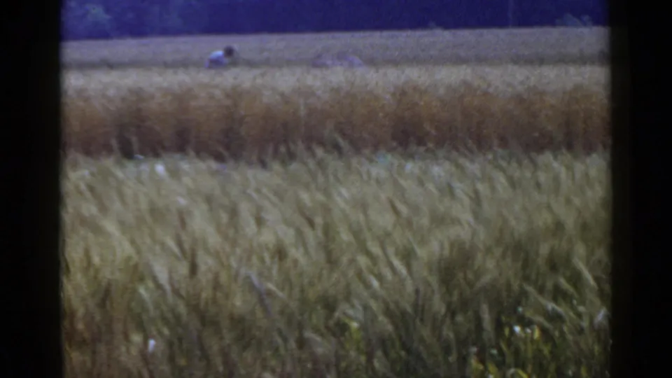 1953 Japan home-movie frame showing a grain field, distant farmland bands, blue sky, and visible 8mm gate edges.