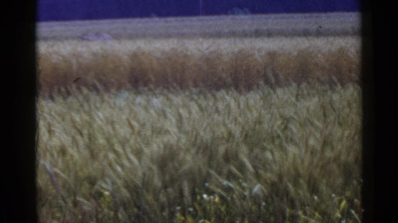 1953 Japan 8mm frame with layered grain fields, green crop in the foreground, blue sky, and a dark vertical film border.