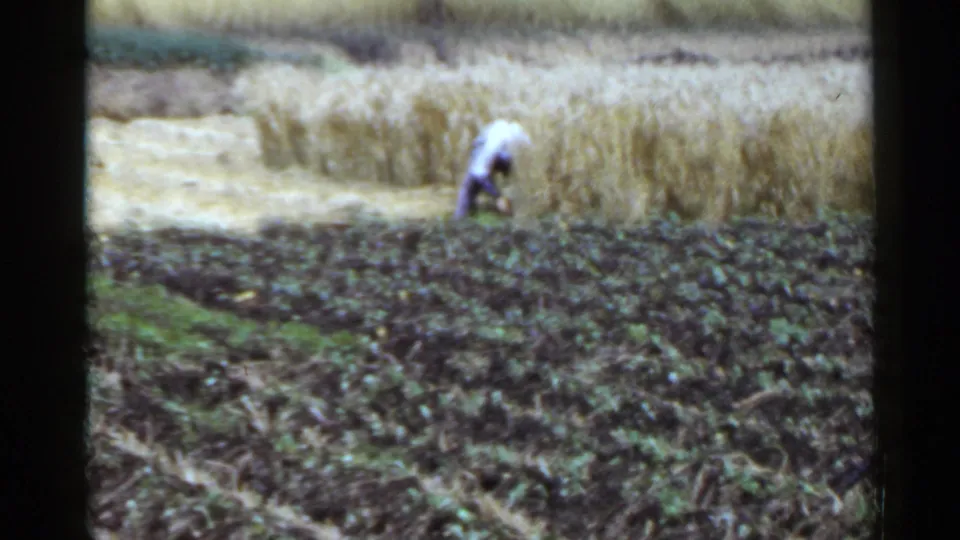 1953 Japan frame showing a distant farmer bent over near mature grain, with dark tilled soil in the foreground.