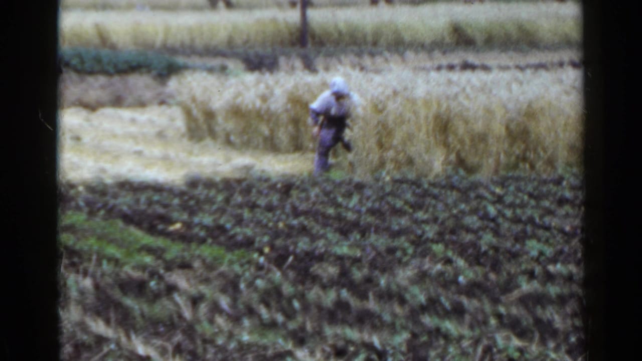 A field worker stands among rice plants beside dark tilled soil.