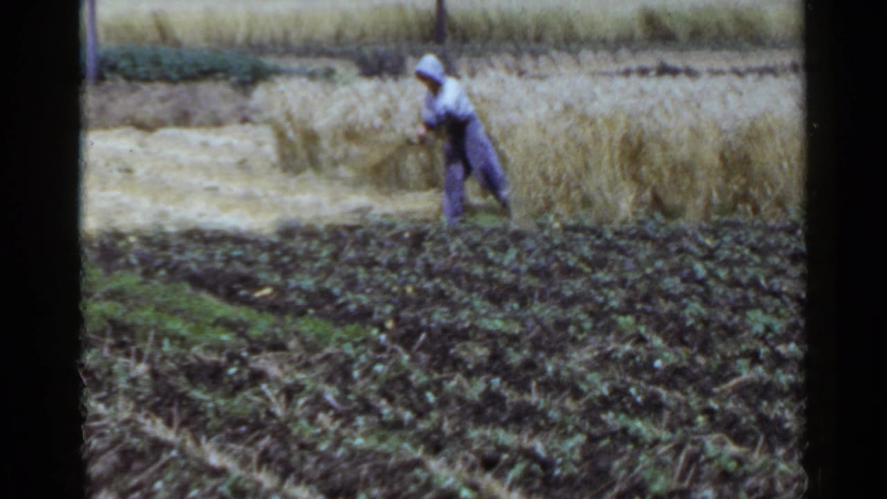A worker walks along the edge of a rice field holding harvested grain.