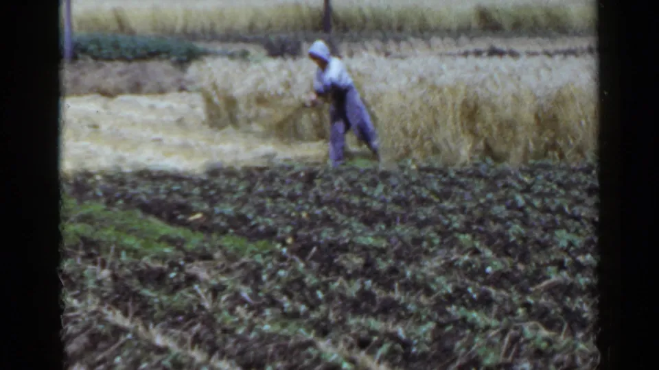 In Japan 1953 footage, a worker in long sleeves moves through a rice field near mature grain and dark soil.