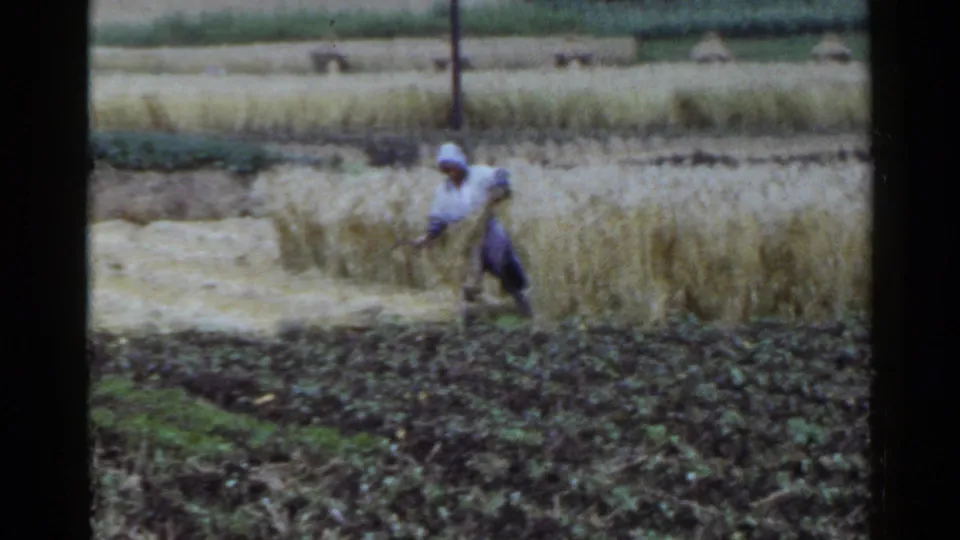 In Japan 1953 footage, the worker bends low beside golden rice plants, suggesting hand harvesting in a rural field.