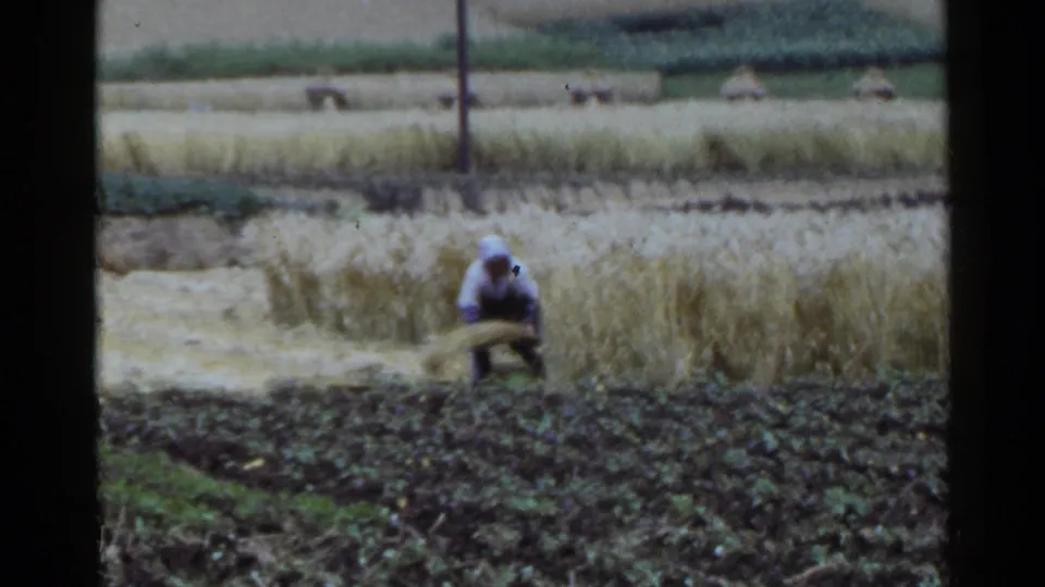 In Japan 1953 footage, the worker crouches near the rice plants while holding or gathering a pale bundle of cut crop.