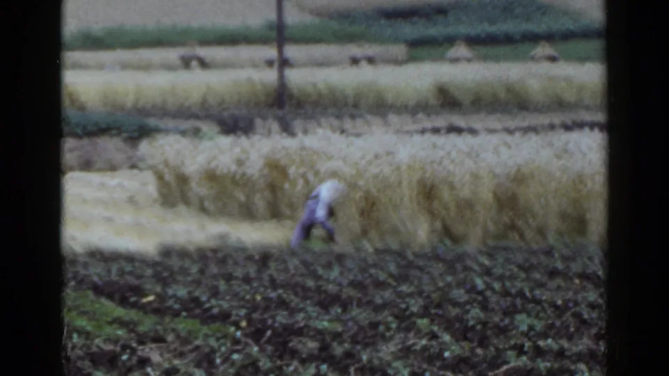 1953 Japan 8mm frame showing a distant farmer bending near golden crop rows and dark tilled soil.