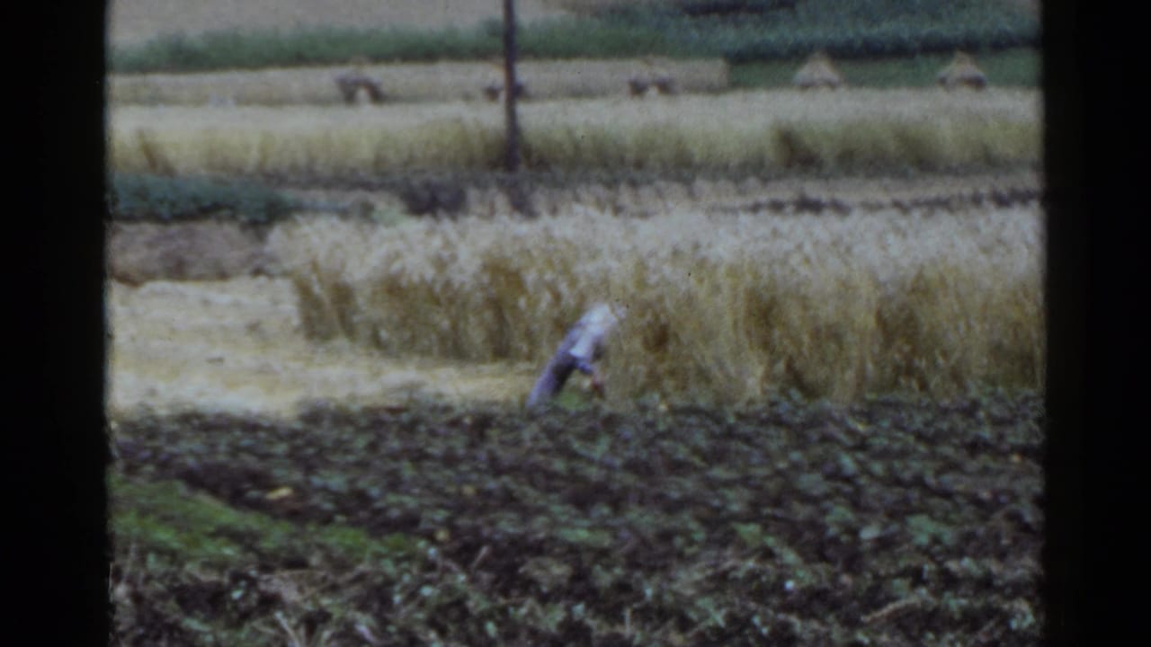Farmer leans forward while working along a crop row.