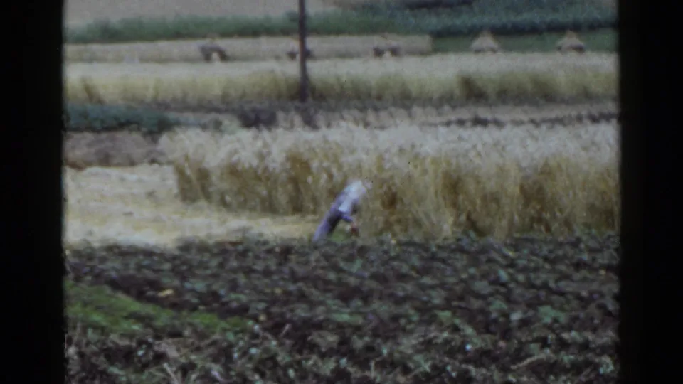 Distant farmer in a light shirt works by hand along a golden field in rural Japan footage from 1953.