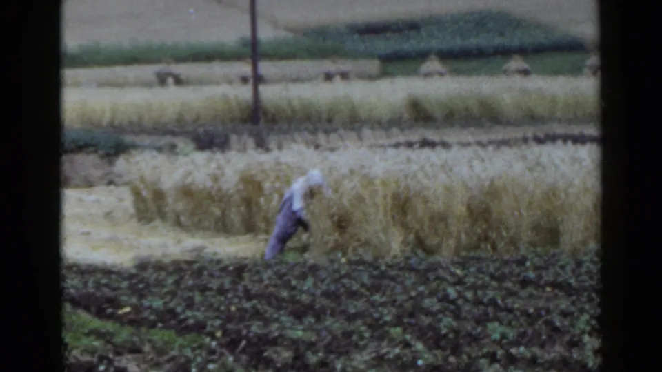 1953 Japan home-movie frame with a distant farmer harvesting near golden crops and layered paddy fields.