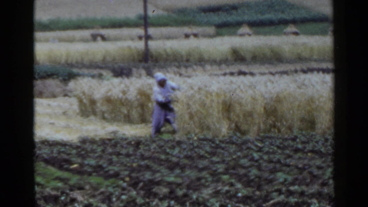 Worker in a grain field cuts stalks by hand near distant farm structures.