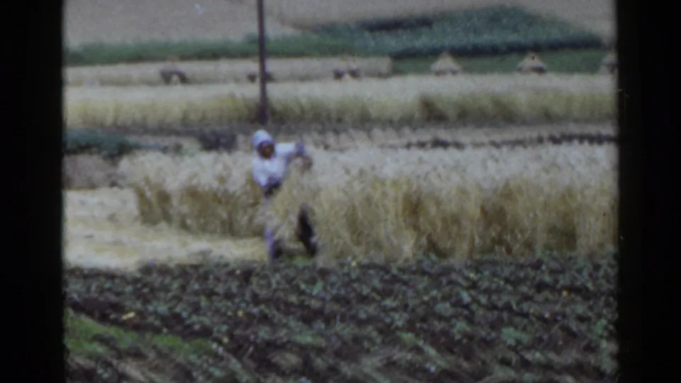 A rural field worker in 1953 Japan appears to gather or cut grain by hand beside darker crop rows.