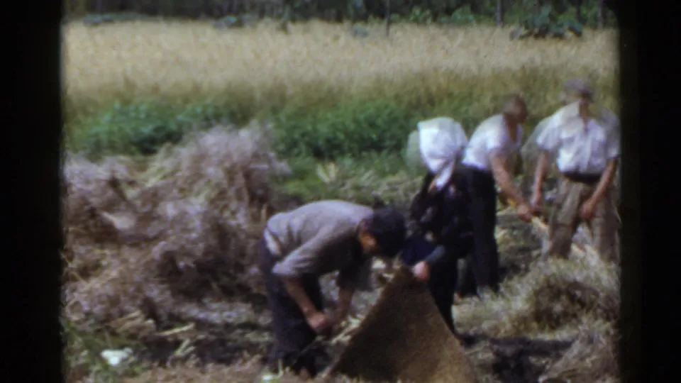 In a rural Japanese field, several people work close to the ground gathering and bundling harvested crops.