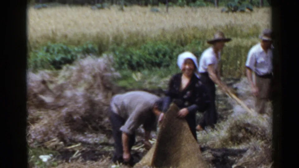 1953 Japan 8mm frame of villagers in a rural field, with a woman in a white headscarf near men using hand tools around straw bundles.