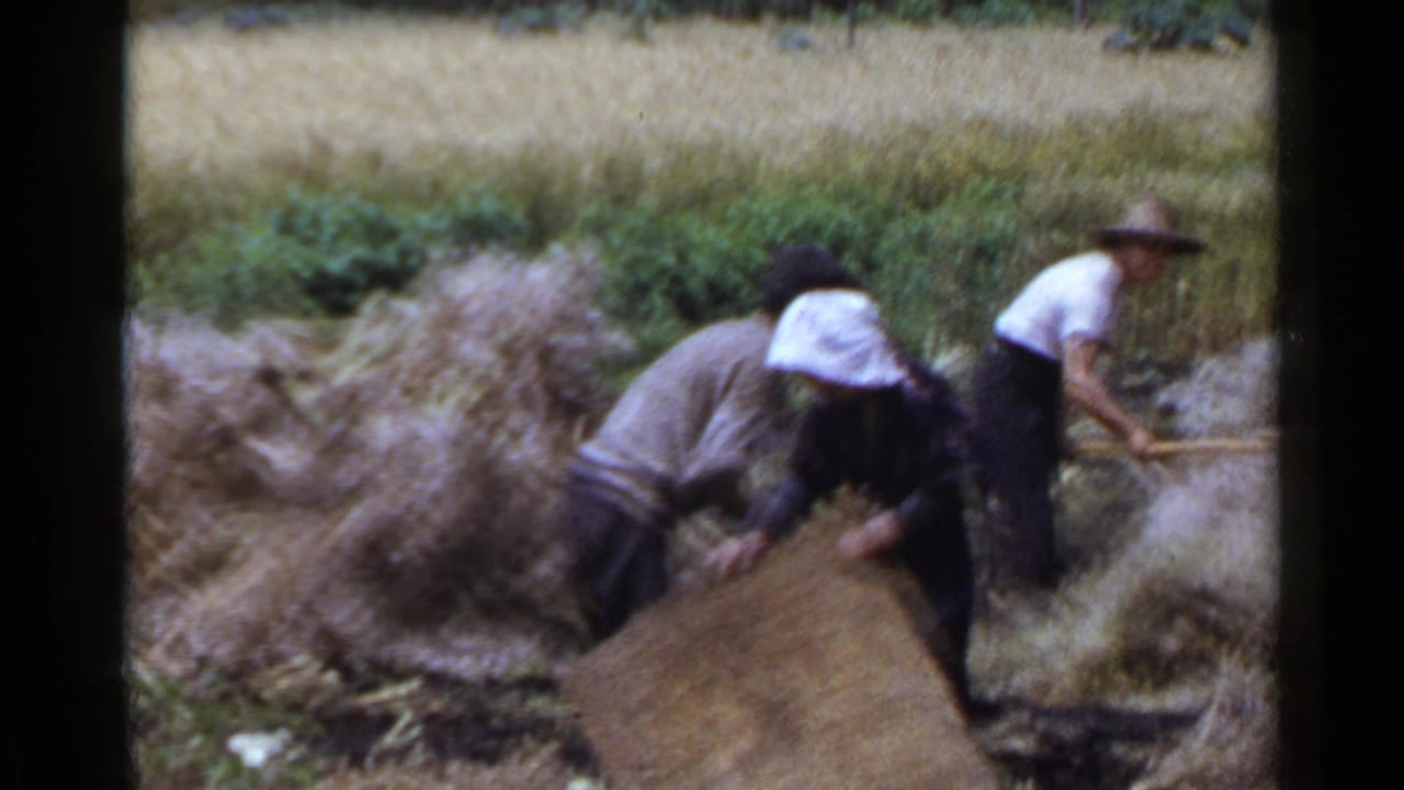 1953 Japan 8mm frame showing rural field workers bending over crop material while a man in a broad hat works with a hand tool.