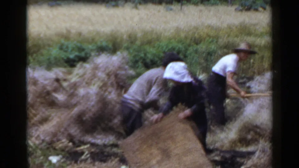 1953 Japan 8mm frame showing rural field workers bending over crop material while a man in a broad hat works with a hand tool.