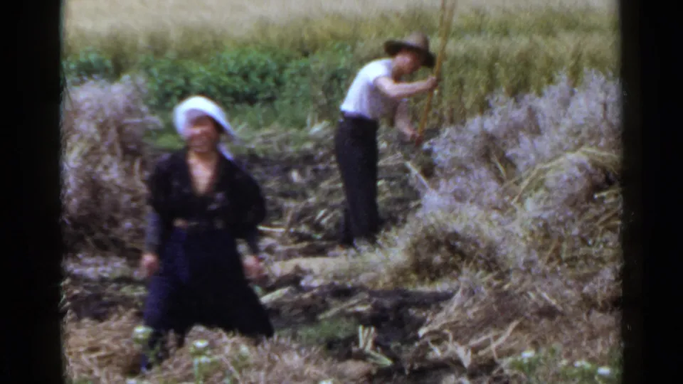 1953 Japan 8mm frame of a woman standing in a rural field as a man behind her gathers or handles tall crop stalks by hand.