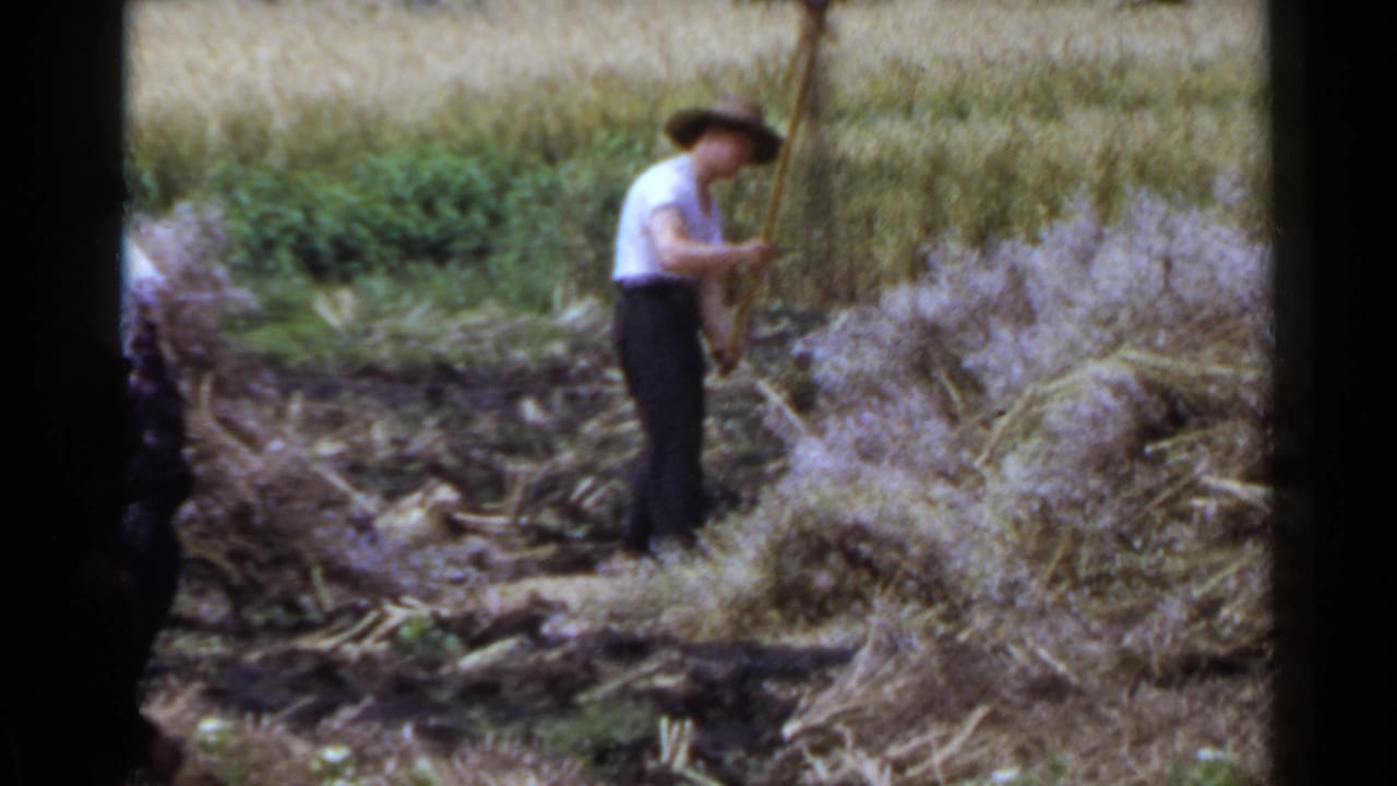 Adult farmer in a straw hat works beside a pile of cut crops in a field.