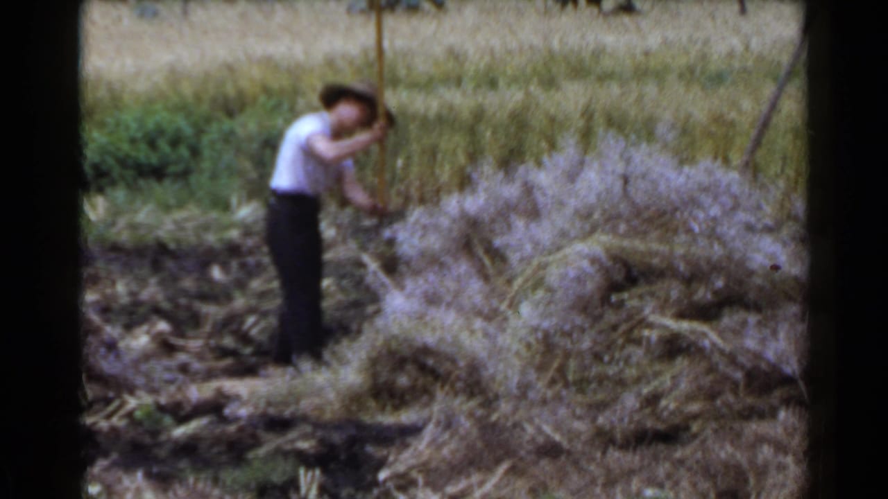 In rural Japan, an adult farmer bends into harvest work among cut stalks and standing grain.