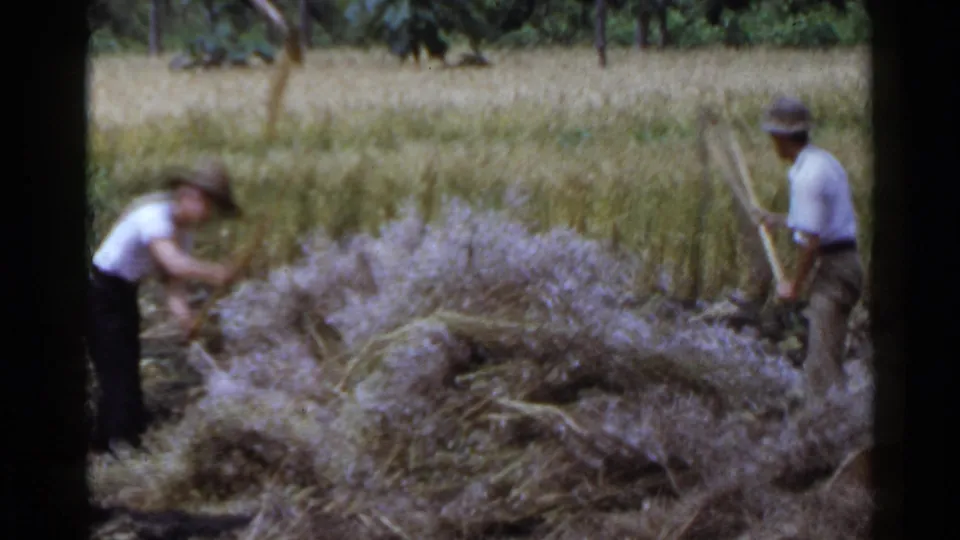 Two adult farm workers in a Japanese rural field appear beside a mound of cut crops during harvest work.