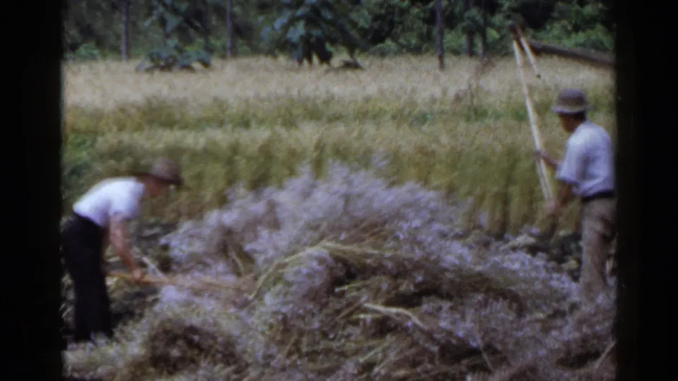 Two adult workers in 1953 Japan are seen around cut crops and standing grain in a rural harvest scene.